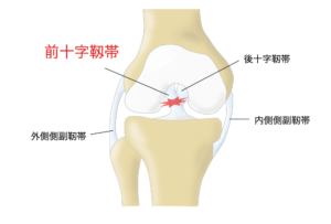 膝前十字靭帯　膝ACL