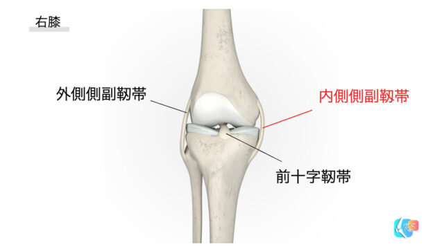 膝内側側副靭帯損傷　膝MCL損傷