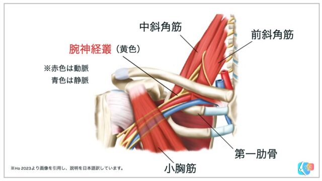 胸郭出口症候群　腕神経叢　前斜角筋　中斜角筋　第一肋骨　小胸筋